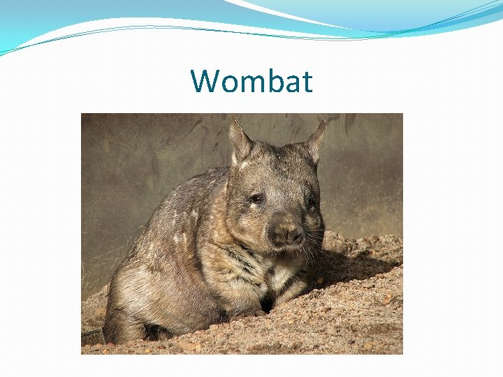 Wombat 