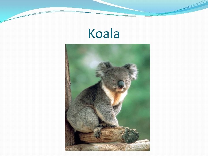 Koala 