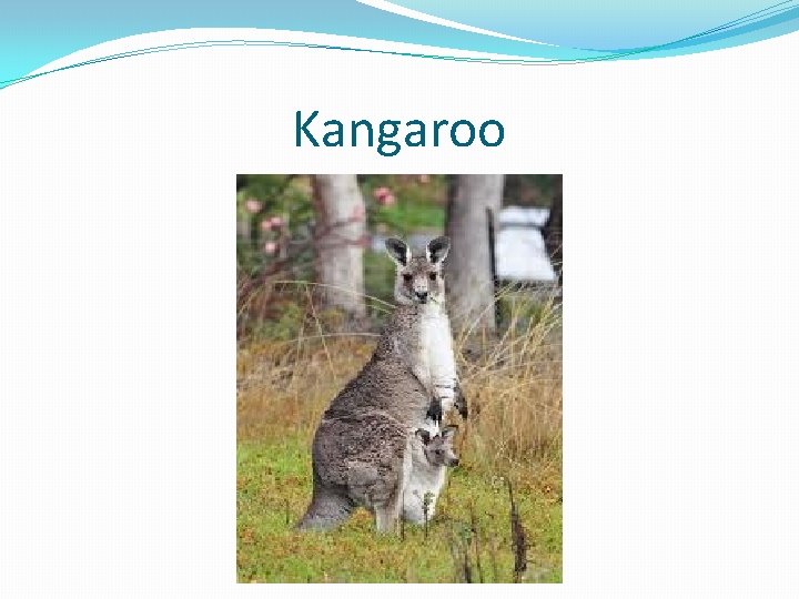 Kangaroo 