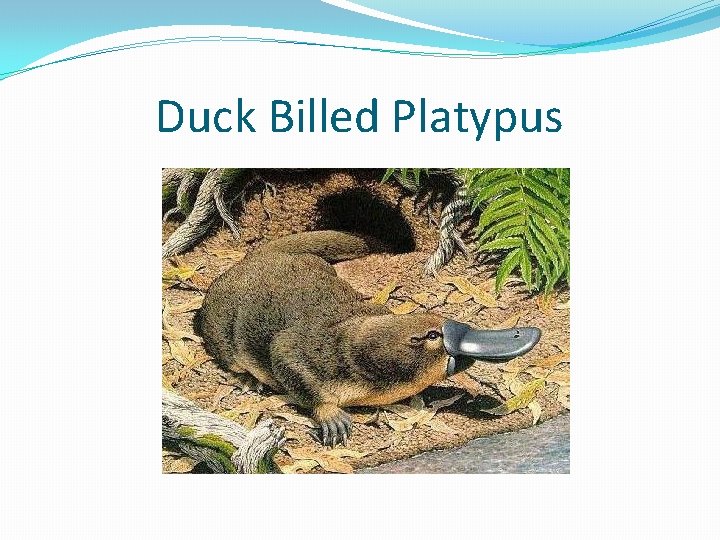Duck Billed Platypus 
