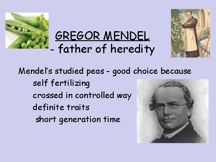 GREGOR MENDEL - father of heredity Mendel’s studied peas - good choice because self