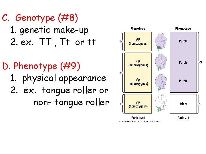 C. Genotype (#8) 1. genetic make-up 2. ex. TT , Tt or tt D.