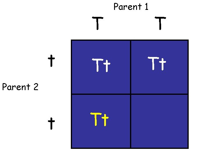 T t Tt Parent 2 Parent 1 T Tt 