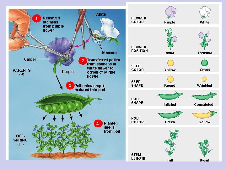 1 White Removed stamens from purple flower Stamens Carpel PARENTS (P) FLOWER COLOR Purple