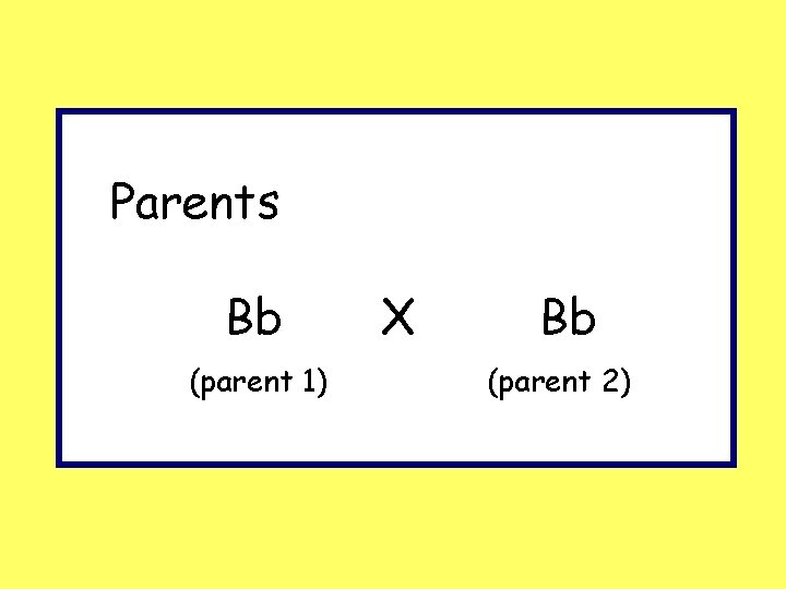 Parents Bb (parent 1) X Bb (parent 2) 