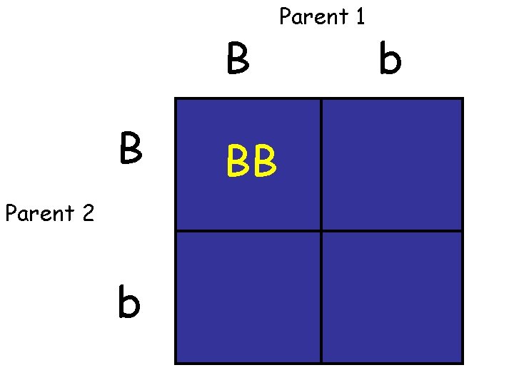 B B Parent 2 b BB Parent 1 b 