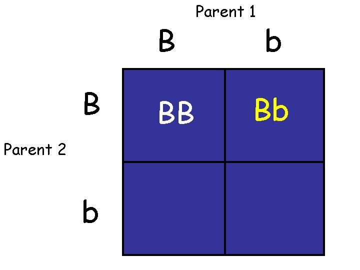 B B Parent 2 b BB Parent 1 b Bb 