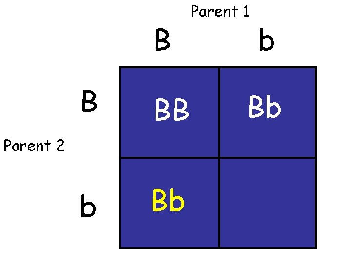 B B BB b Bb Parent 2 Parent 1 b Bb 