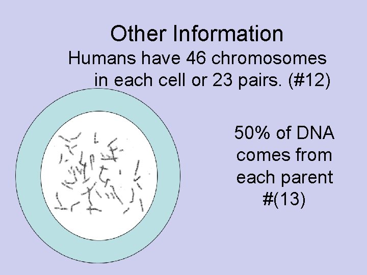 Other Information Humans have 46 chromosomes in each cell or 23 pairs. (#12) 50%