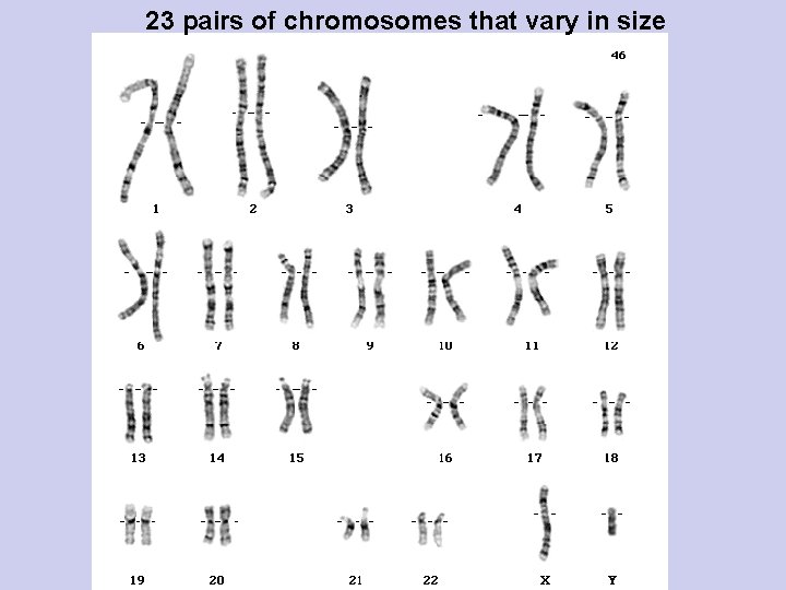 23 pairs of chromosomes that vary in size 