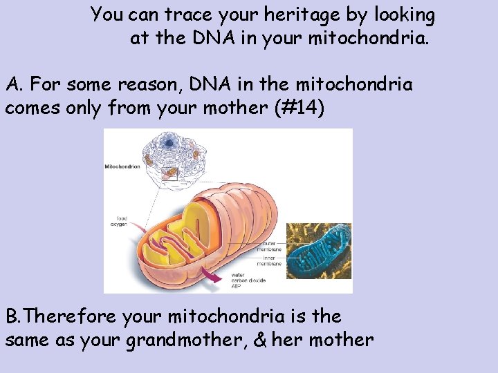 You can trace your heritage by looking at the DNA in your mitochondria. A.