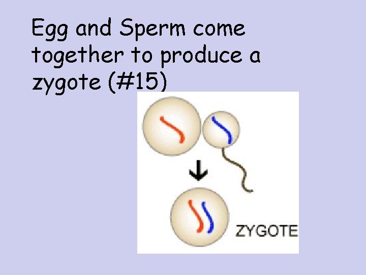 Egg and Sperm come together to produce a zygote (#15) 
