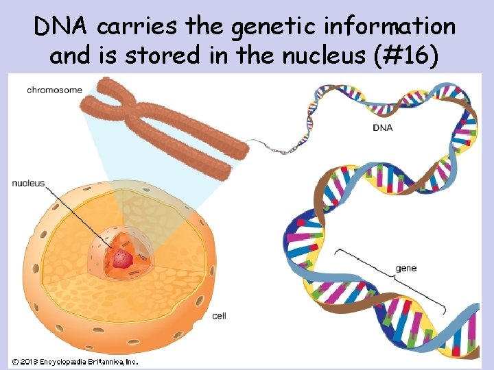 DNA carries the genetic information and is stored in the nucleus (#16) 