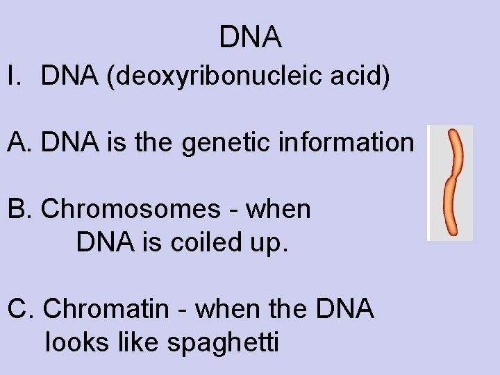 DNA I. DNA (deoxyribonucleic acid) A. DNA is the genetic information B. Chromosomes -