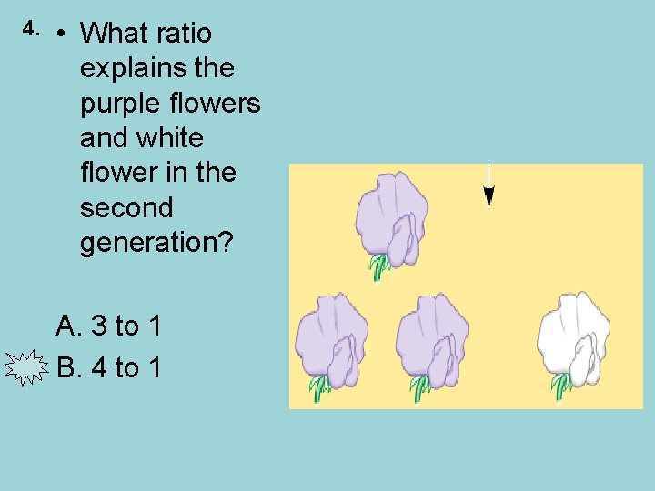 4. • What ratio explains the purple flowers and white flower in the second
