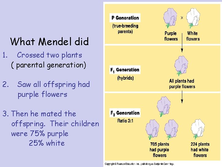 What Mendel did 1. 2. Crossed two plants ( parental generation) Saw all offspring