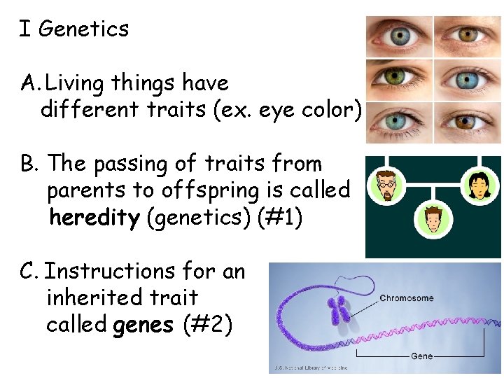 I Genetics A. Living things have different traits (ex. eye color) B. The passing