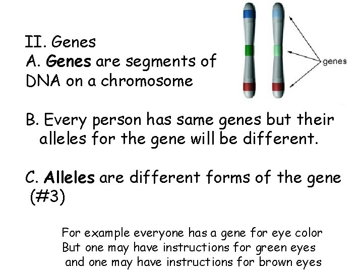 II. Genes A. Genes are segments of DNA on a chromosome B. Every person