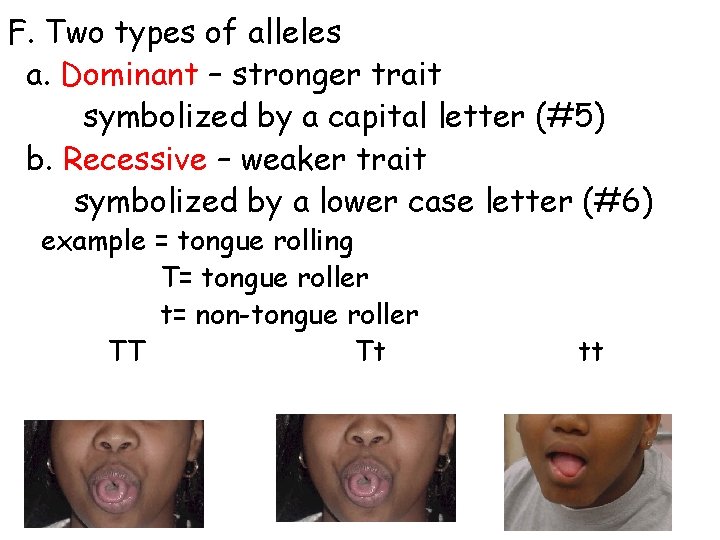 F. Two types of alleles a. Dominant – stronger trait symbolized by a capital