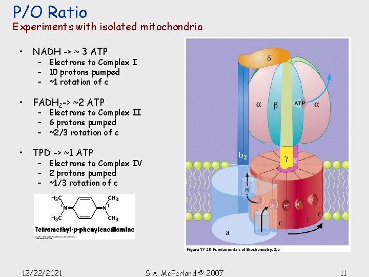 P/O Ratio Experiments with isolated mitochondria • NADH -> ~ 3 ATP • FADH