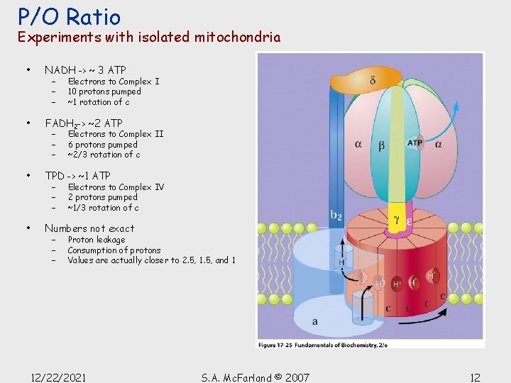 P/O Ratio Experiments with isolated mitochondria • NADH -> ~ 3 ATP • FADH