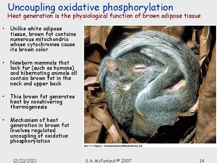 Uncoupling oxidative phosphorylation Heat generation is the physiological function of brown adipose tissue •