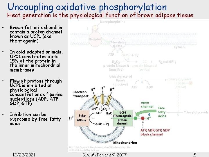 Uncoupling oxidative phosphorylation Heat generation is the physiological function of brown adipose tissue •