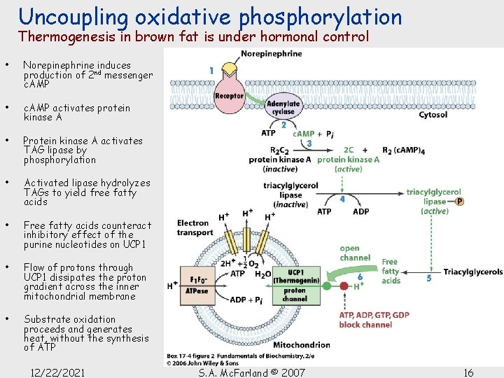 Uncoupling oxidative phosphorylation Thermogenesis in brown fat is under hormonal control • Norepinephrine induces