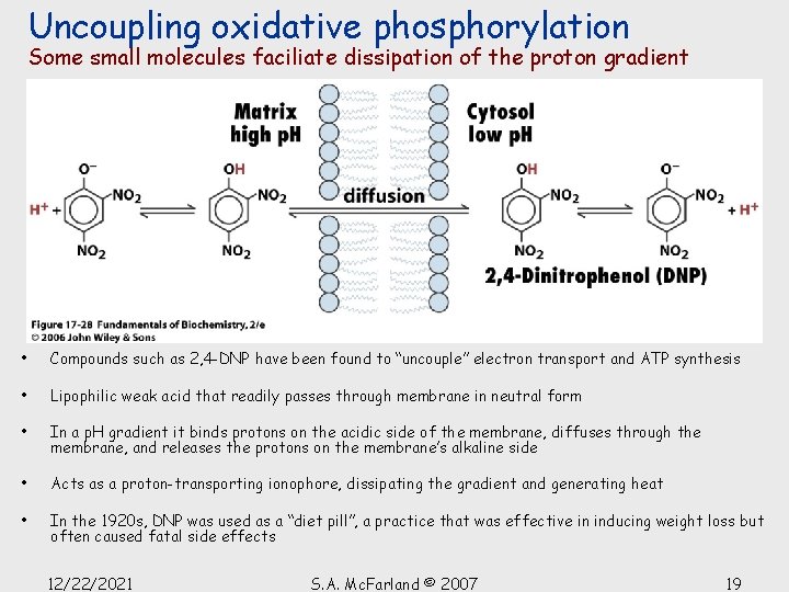 Uncoupling oxidative phosphorylation Some small molecules faciliate dissipation of the proton gradient • Compounds