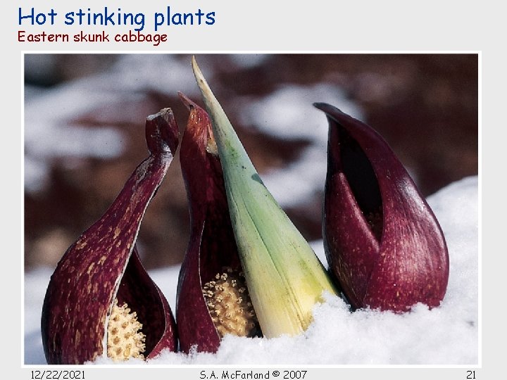 Hot stinking plants Eastern skunk cabbage 12/22/2021 S. A. Mc. Farland © 2007 21