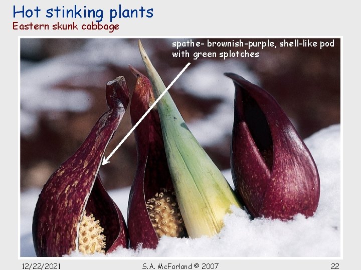 Hot stinking plants Eastern skunk cabbage spathe- brownish-purple, shell-like pod with green splotches 12/22/2021