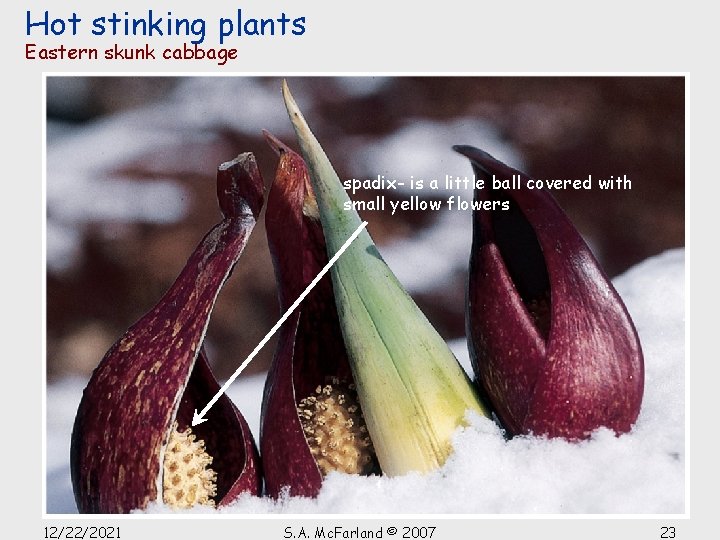 Hot stinking plants Eastern skunk cabbage spadix- is a little ball covered with small