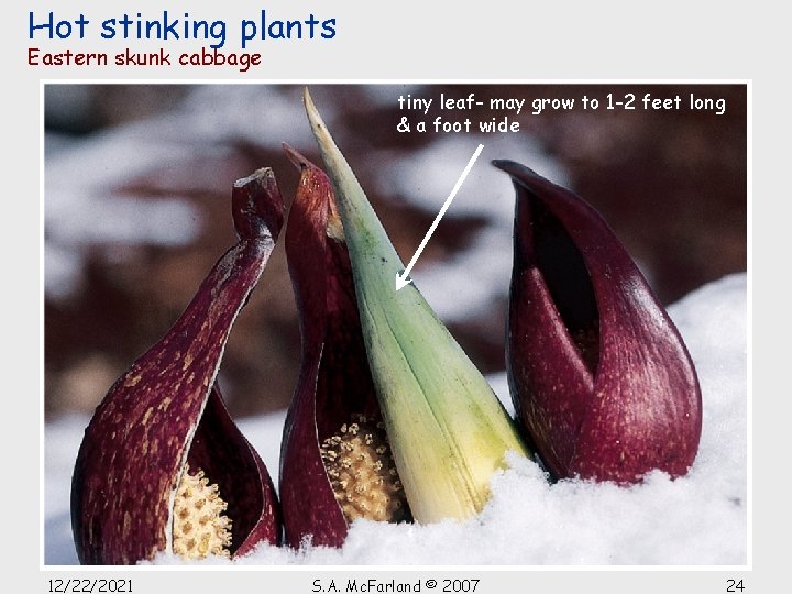 Hot stinking plants Eastern skunk cabbage tiny leaf- may grow to 1 -2 feet