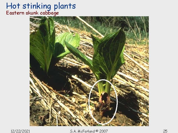 Hot stinking plants Eastern skunk cabbage 12/22/2021 S. A. Mc. Farland © 2007 25