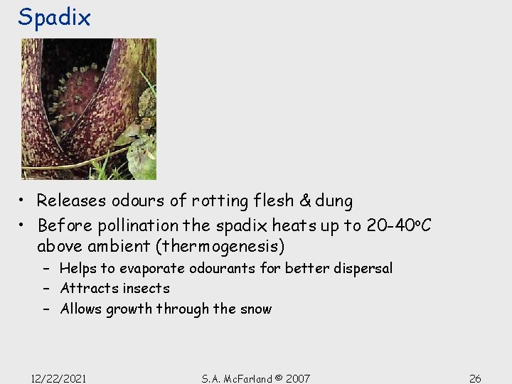 Spadix • Releases odours of rotting flesh & dung • Before pollination the spadix