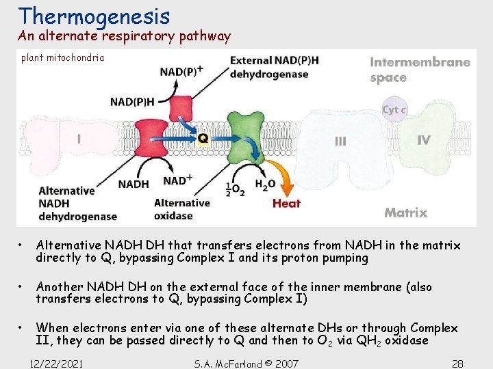 Thermogenesis An alternate respiratory pathway plant mitochondria • Alternative NADH DH that transfers electrons