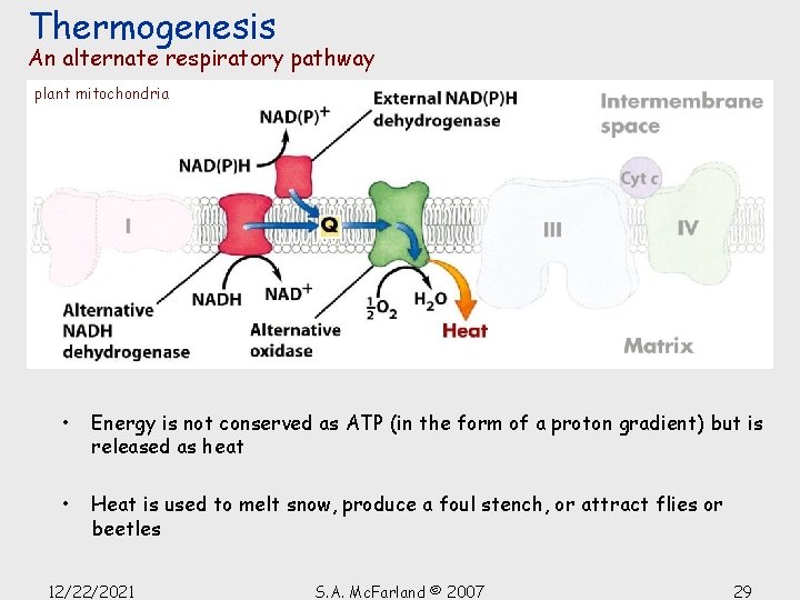 Thermogenesis An alternate respiratory pathway plant mitochondria • Energy is not conserved as ATP