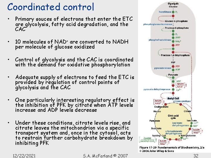 Coordinated control • Primary souces of electrons that enter the ETC are glycolysis, fatty