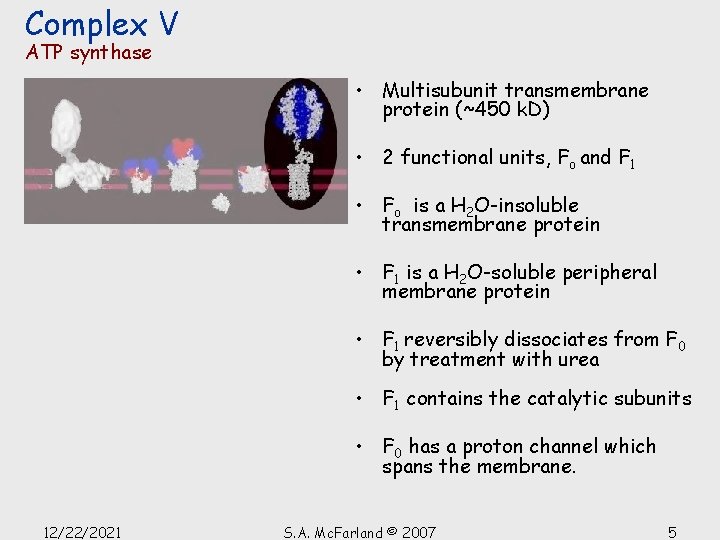 Complex V ATP synthase • Multisubunit transmembrane protein (~450 k. D) • 2 functional