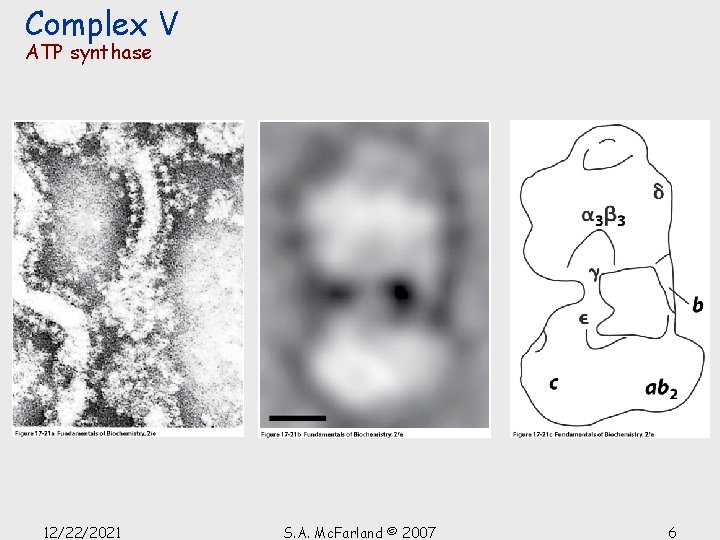 Complex V ATP synthase 12/22/2021 S. A. Mc. Farland © 2007 6 