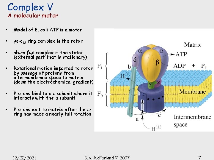 Complex V A molecular motor • Model of E. coli ATP is a motor