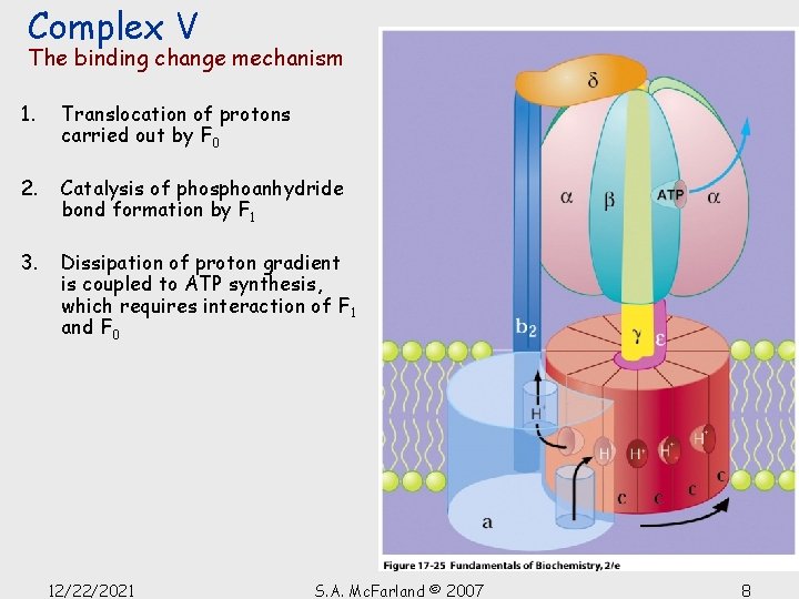 Complex V The binding change mechanism 1. Translocation of protons carried out by F