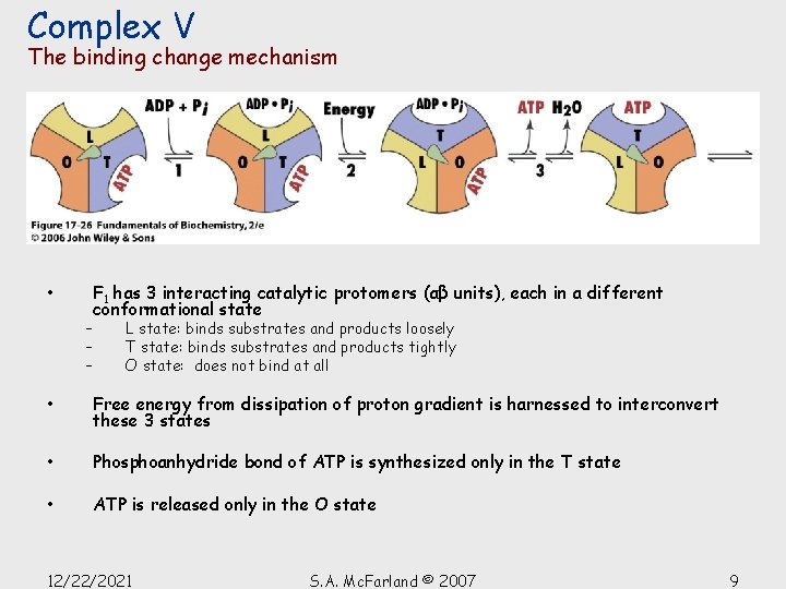 Complex V The binding change mechanism • F 1 has 3 interacting catalytic protomers