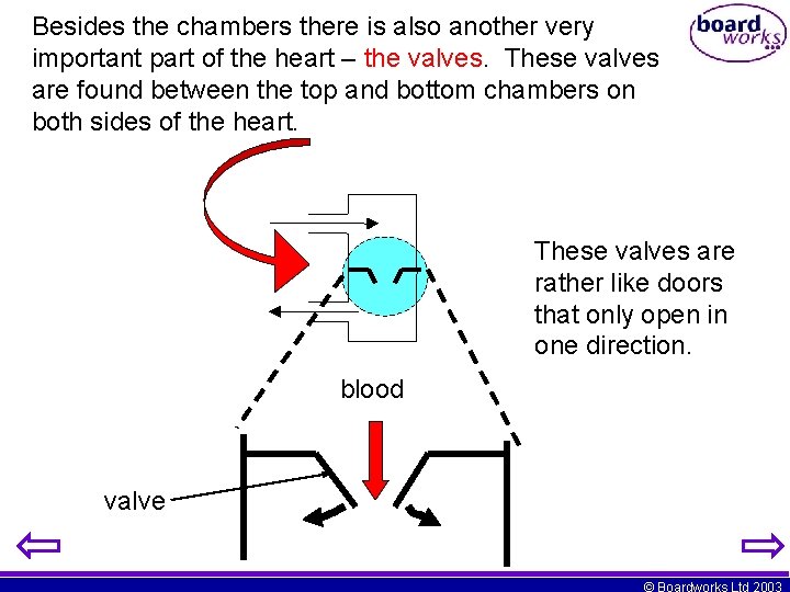 Besides the chambers there is also another very important part of the heart –