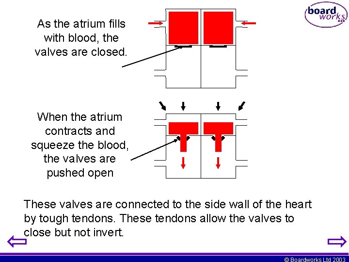 As the atrium fills with blood, the valves are closed. When the atrium contracts