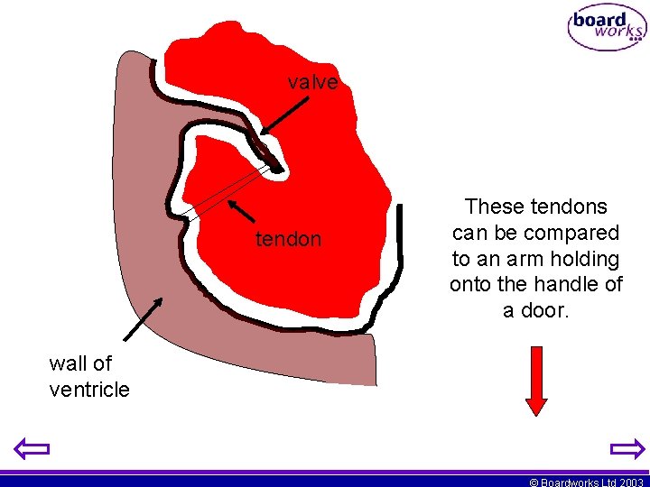 valve tendon These tendons can be compared to an arm holding onto the handle