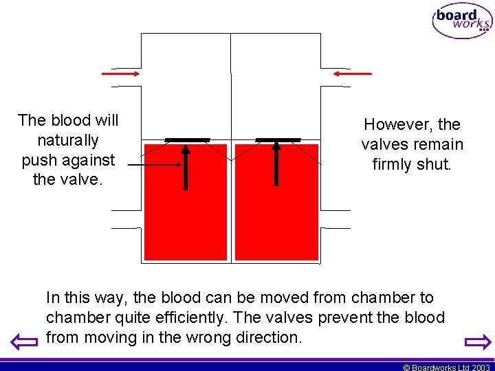 The blood will naturally push against the valve. However, the valves remain firmly shut.
