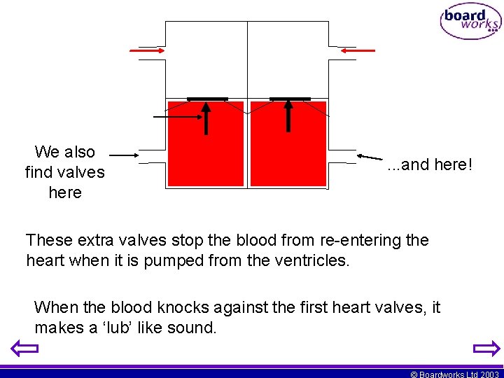 We also find valves here . . . and here! These extra valves stop