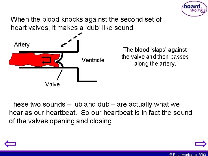 When the blood knocks against the second set of heart valves, it makes a
