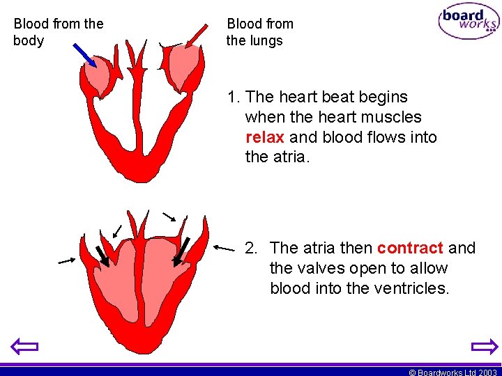 Blood from the body Blood from the lungs 1. The heart beat begins when